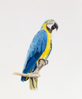 Papagei <br> Öl auf Leinwand, 40 x 30 cm